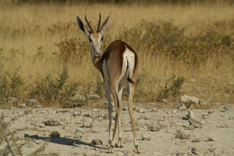 antilope in de Negev
